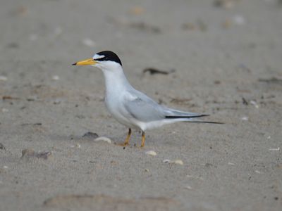 least tern BRD4590.JPG