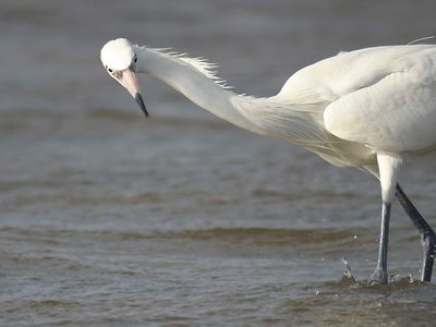 reddish egret BRD4574.JPG