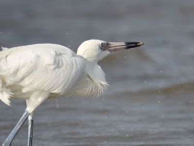 reddish egret BRD4580.JPG
