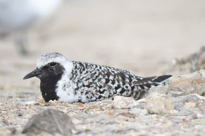 black-bellied plover BRD4608.JPG
