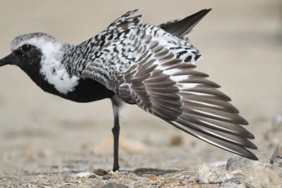 black-bellied plover BRD4624.JPG