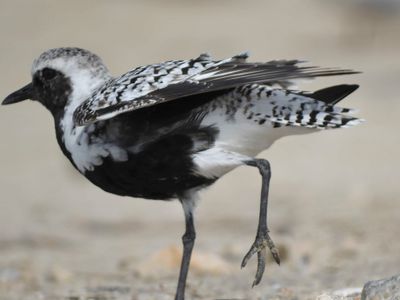 black-bellied plover BRD4625.JPG