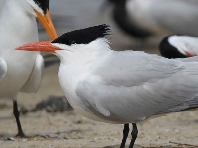 royal tern BRD4613.JPG