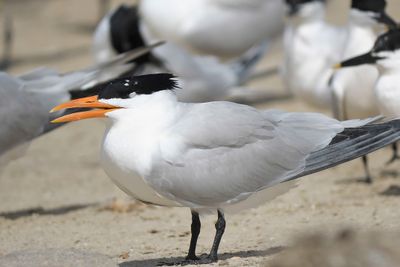 royal tern BRD4635.JPG
