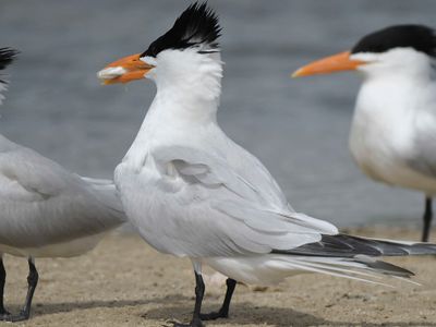 royal tern BRD4639.JPG