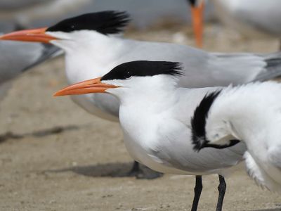 royal tern BRD4641.JPG