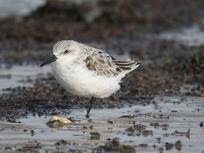sanderling BRD4571.JPG