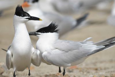 sandwich tern BRD4627.JPG