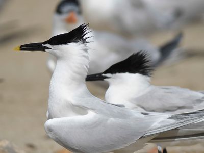 sandwich tern BRD4628.JPG