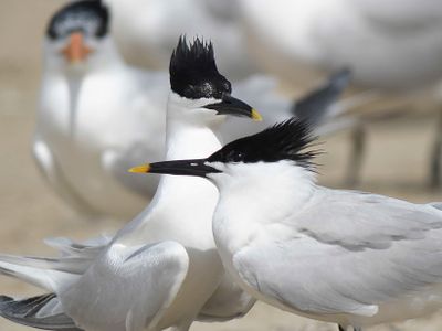 sandwich tern BRD4629.JPG