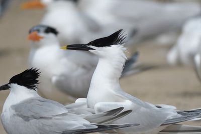 sandwich tern BRD4631.JPG