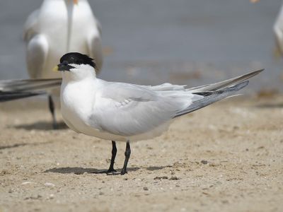sandwich tern BRD4642.JPG