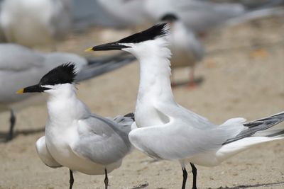 sandwich tern BRD4648.JPG