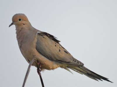 mourning dove BRD4665.JPG