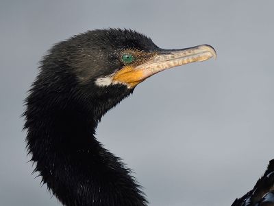 neotropic cormorant BRD4668.JPG