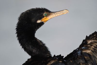 neotropic cormorant BRD4672.JPG