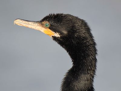 neotropic cormorant BRD4673.JPG