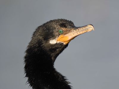 neotropic cormorant BRD4675.JPG