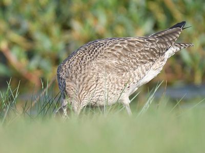 whimbrel BRD4684.JPG