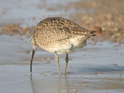 whimbrel BRD4692.JPG