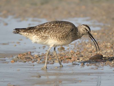 whimbrel BRD4694.JPG