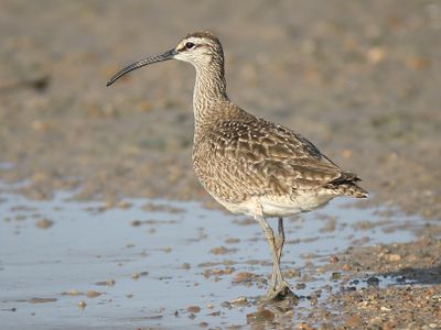 whimbrel BRD4697.JPG