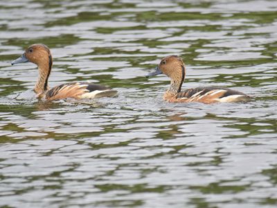 fulvous whistling duck BRD4700.JPG