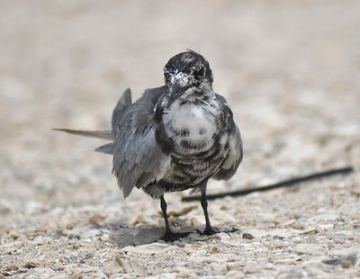 black tern BRD4755.JPG