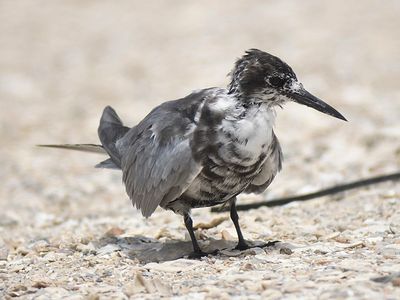 black tern BRD4757.JPG