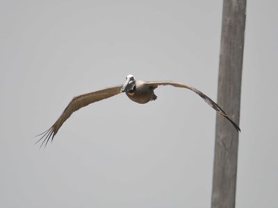 brown pelican BRD4783.JPG