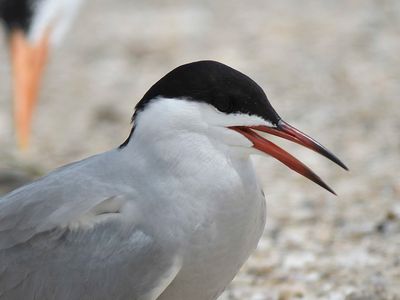 common tern BRD4711.JPG