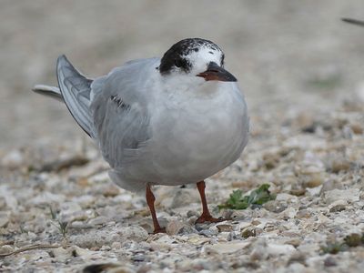 common tern BRD4721.JPG