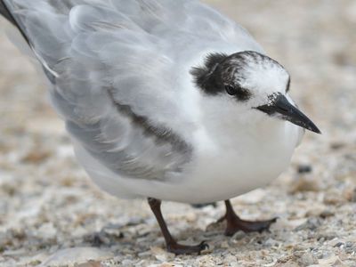 common tern BRD4742.JPG