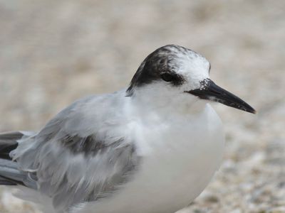 common tern BRD4747.JPG