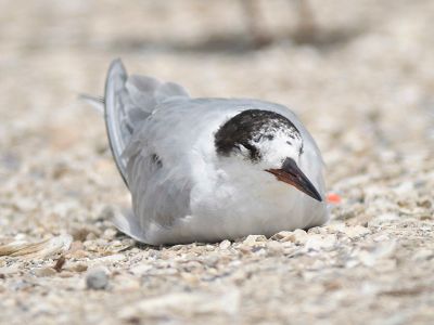 common tern BRD4759.JPG
