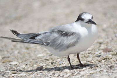common tern BRD4769.JPG