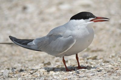 common tern BRD4775.JPG