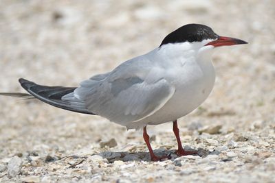 common tern BRD4776.JPG