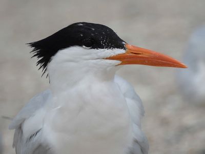 royal tern BRD4717.JPG