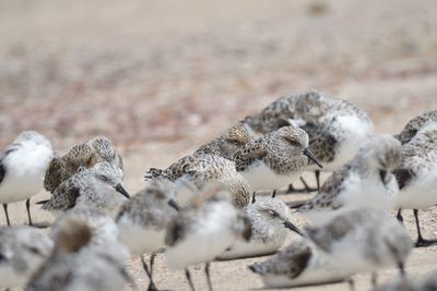 sanderling BRD4734.JPG