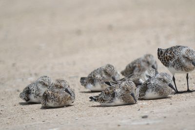 sanderling BRD4737.JPG