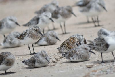 sanderling BRD4741.JPG