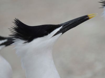 sandwich tern BRD4749.JPG