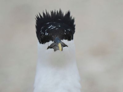 sandwich tern BRD4750.JPG