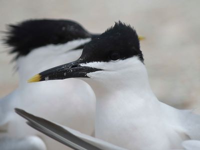 sandwich tern BRD4753.JPG