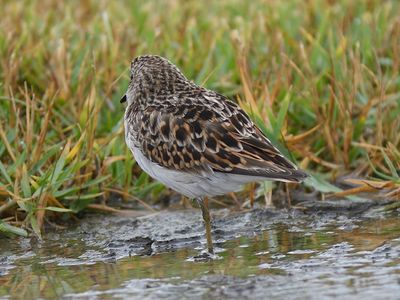 least sandpiper BRD4797.JPG