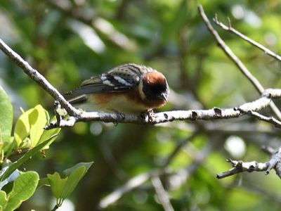 bay-breasted warbler BRD4830.JPG