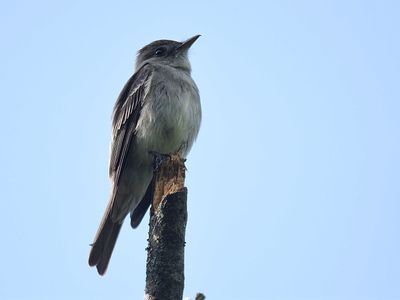eastern wood pewee BRD4805.JPG