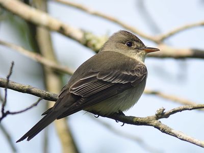 eastern wood pewee BRD4818.JPG