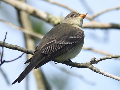 eastern wood pewee BRD4823.JPG